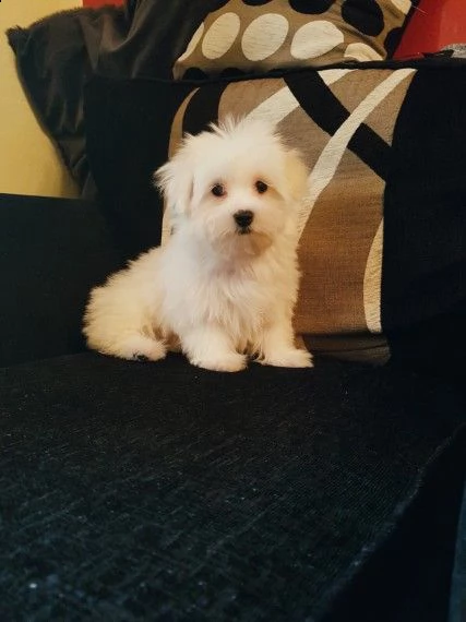 toy maltese femminucce e maschiettidisponibili per l'adozione