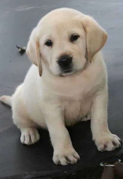 labrador femminucce e maschiettidisponibili per l'adozione 