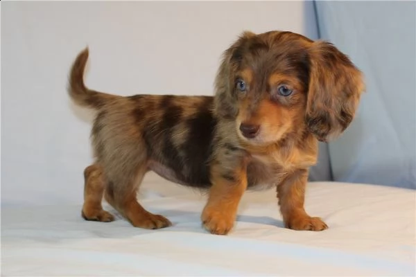 daschund femminucce e maschiettidisponibili per l'adozione