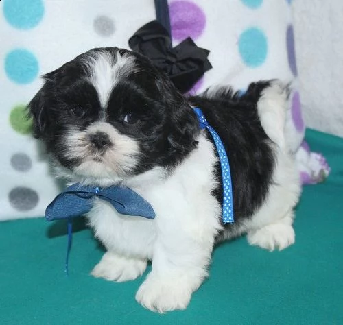adorabili cuccioli di micro shih tzu femminucce e maschietti disponibili per l'adozione 
