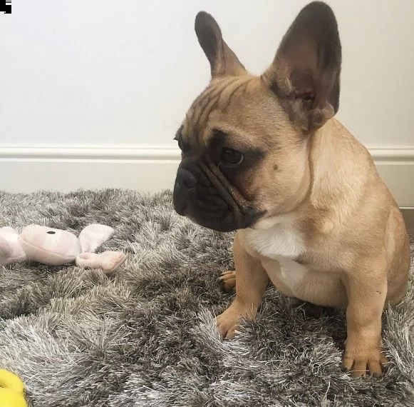 adorabili cuccioli di bulldog francese femminucce e maschiettidisponibili per l'adozione | Foto 0