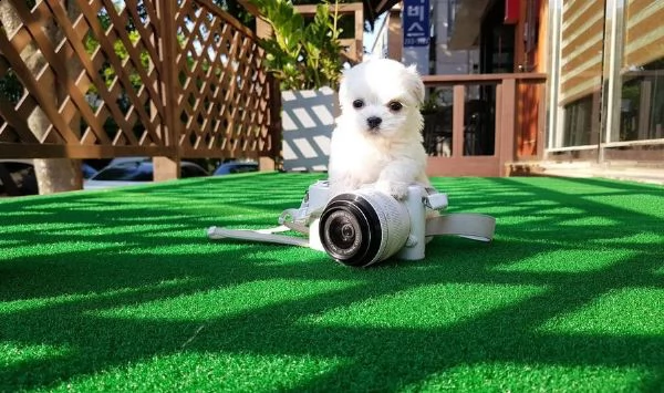 adorabili cuccioli di micro maltese femminucce e maschiettidisponibili per l'adozione