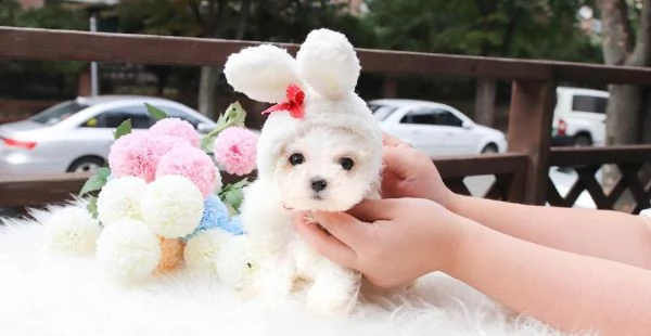 adorabili cuccioli di micro maltese femminucce e maschiettidisponibili per l'adozione | Foto 0