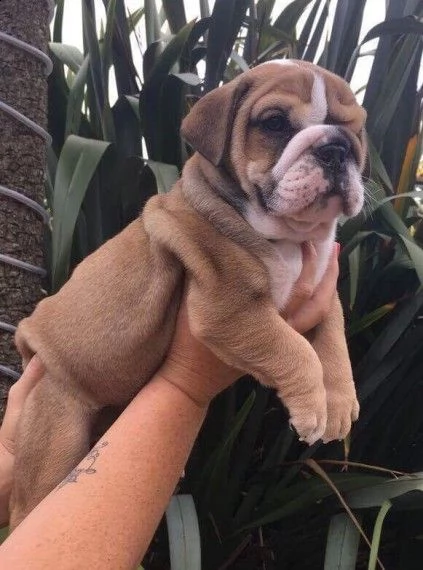 bulldog inglese femminucce e maschiettidisponibili per l'adozione