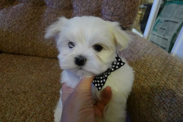 toy maltese femminucce e maschietti disponibili per l'adozione