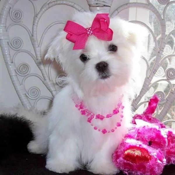 regalo maltese nano,,,,,,,, | Foto 0