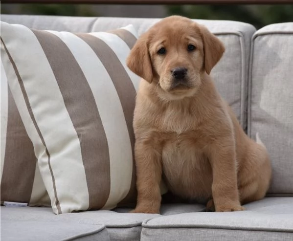  vendita cuccioli labrador retriever 