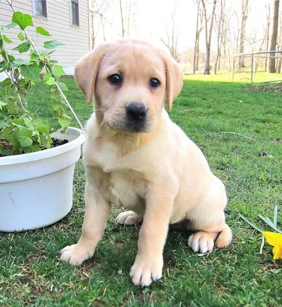 cuccioli di labrador retriever disponibili