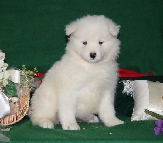 bellissimi cuccioli di samoiedo pronti