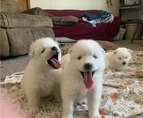 bellissimi cuccioli di samoiedo per l'adozione