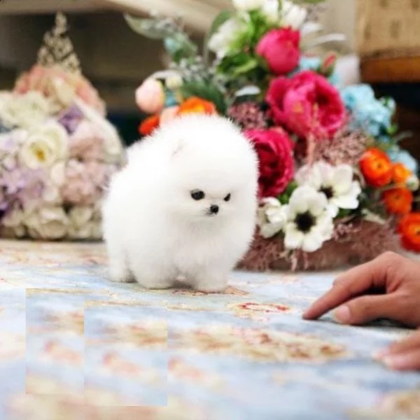 mini tazzina da tè pomerania cuccioli di pomerania con eu-