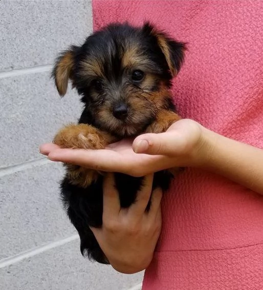 cuccioli di yorshire terrier disponibili amorevoli con documenti