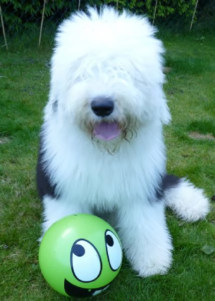  bellissimi cuccioli bobtail, altissima genealogia | Foto 1