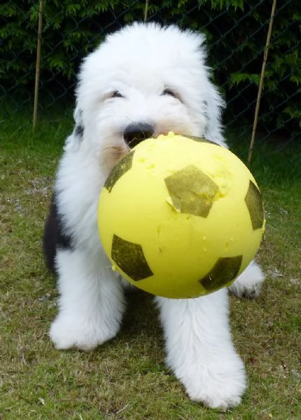  bellissimi cuccioli bobtail, altissima genealogia