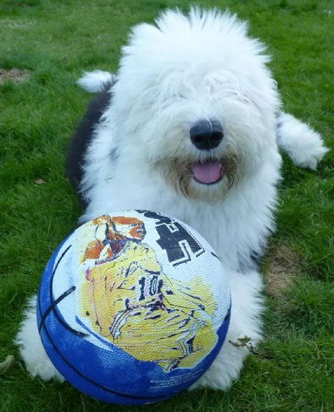  bellissimi cuccioli bobtail, altissima genealogia | Foto 0