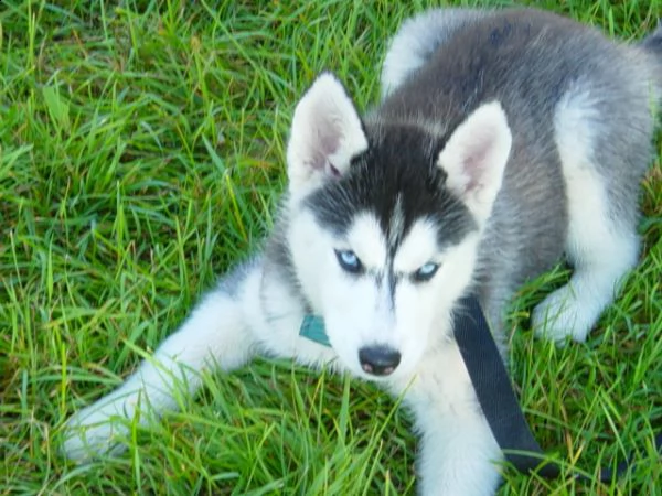  siberian husky occhi color ghiaccio stupendi | Foto 0