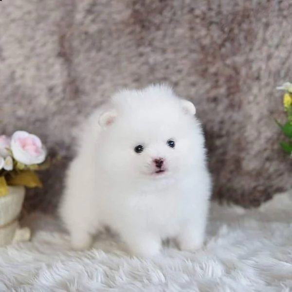 regalo volpino pomerania mini toy 