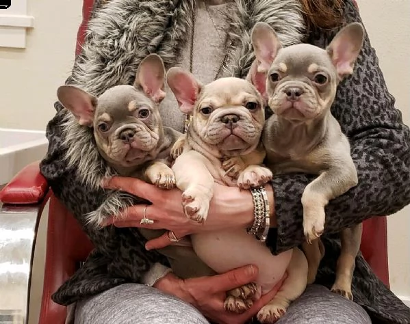 frenchies 