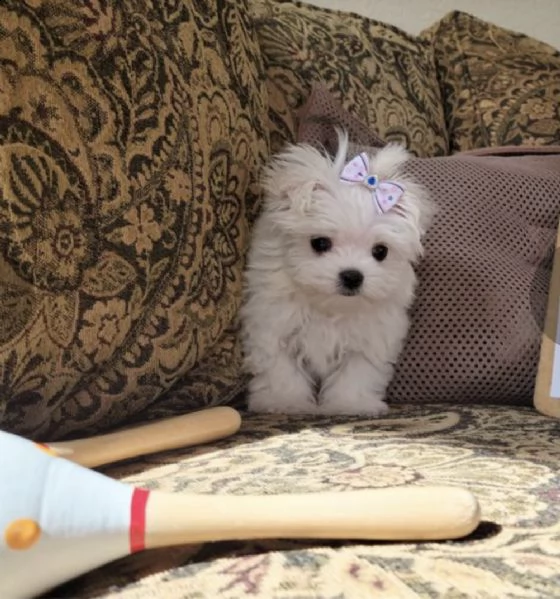 adorabile maltese gratis | Foto 0