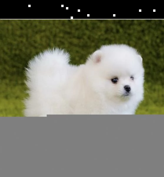 regalo volpino pomerania mini toy ,,,,,,