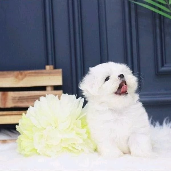 cuccioli maltesi coreani per l'adozione | Foto 0