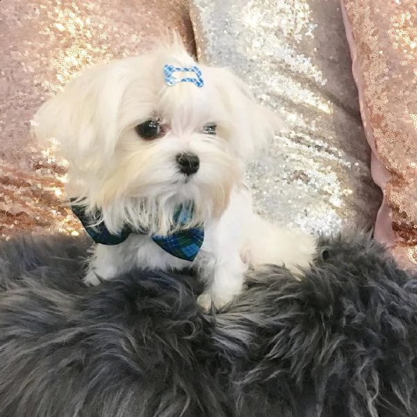 cuccioli maltesi coreani per l'adozione