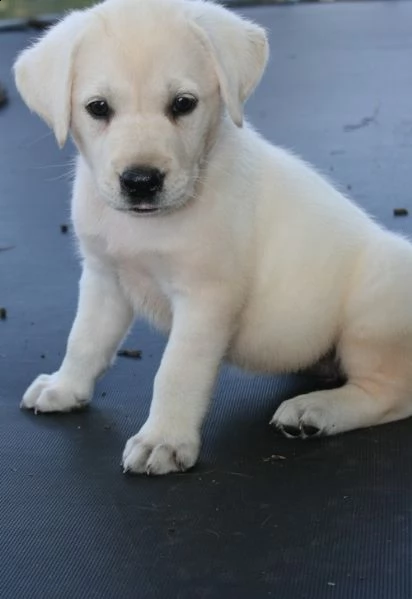 labrador femminucce e maschietti disponibili per l'adozione