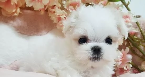 adorabili cuccioli di micro maltese femminucce e maschietti disponibili per l'adozione