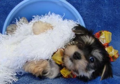 yorkshire femminucce e maschietti disponibili per l'adozione