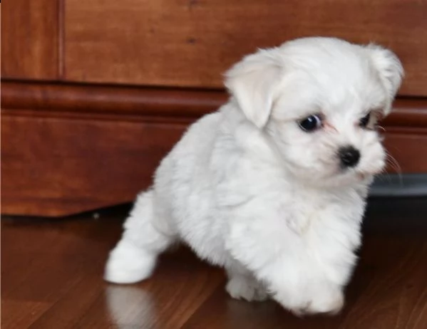 cuccioli di maltese maschio e femmina bianco | Foto 2