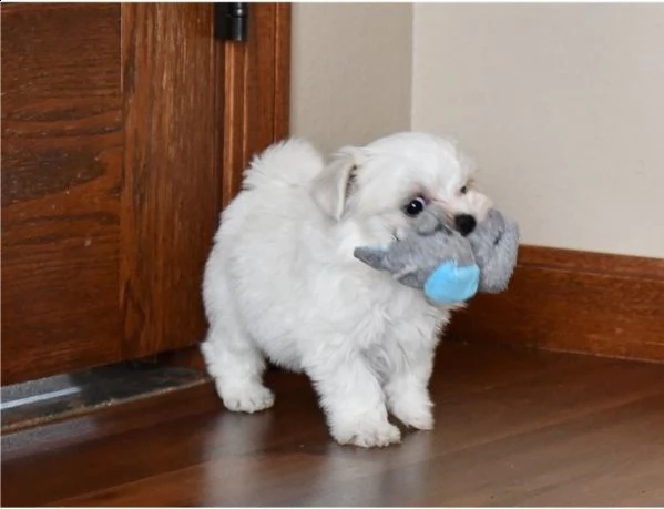 cuccioli di maltese maschio e femmina bianco | Foto 1