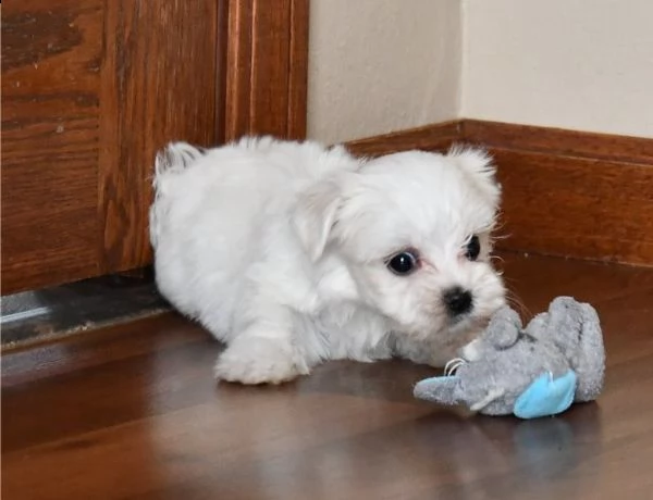 cuccioli di maltese maschio e femmina bianco | Foto 0