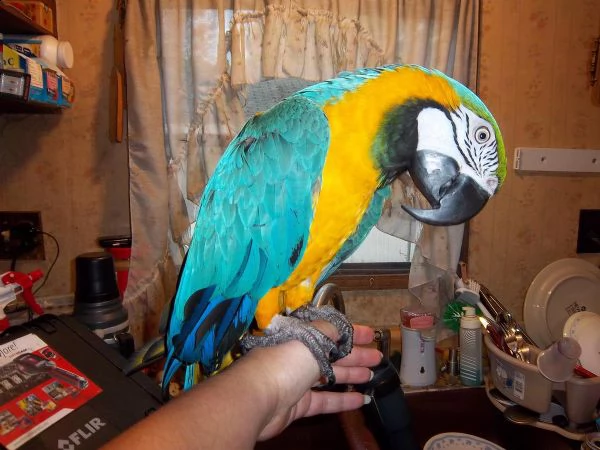 ara ararauna pappagallo