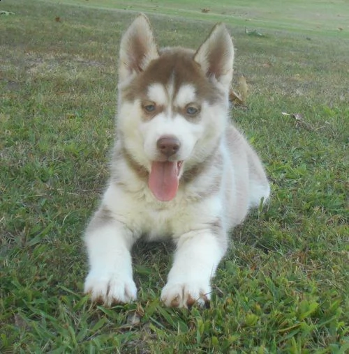 adorabili cuccioli di siberiano husky femminucce e maschietti disponibili per l'adozione