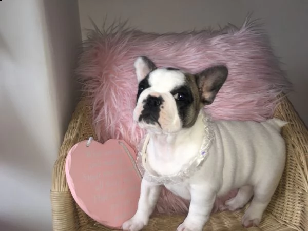 adorabili cuccioli di bulldog francese femminucce e maschietti disponibili per l'adozione