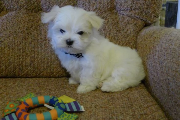 adorabili cuccioli di toy maltese femminucce e maschietti disponibili per l'adozione