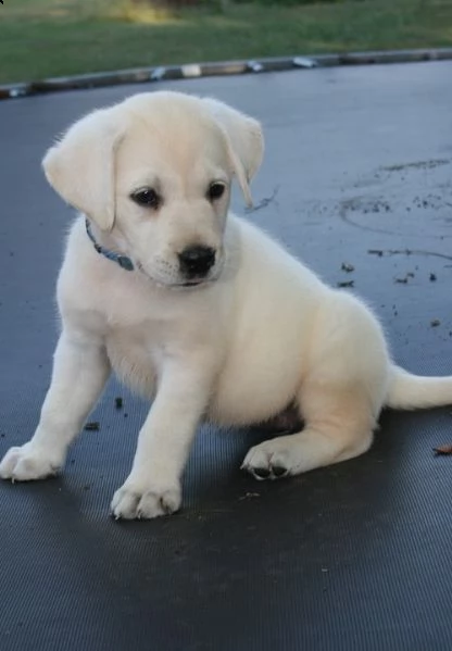 adorabili cuccioli di labrador femminucce e maschietti disponibili per l'adozione 