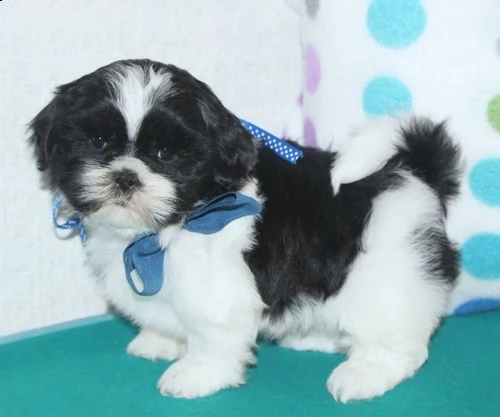 shih tzu femminucce e maschietti disponibili per l'adozione