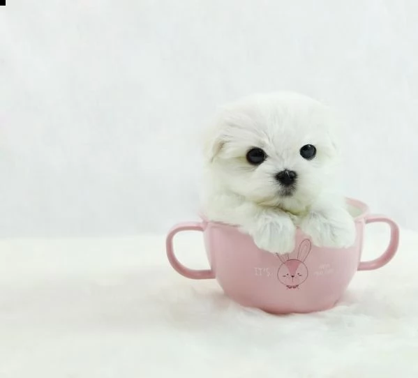 adorabili cuccioli  teacup micro maltese femminucce e maschietti disponibili per l'adozione 