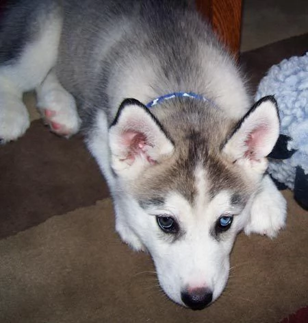 siberiano husky femminucce e maschietti disponibili