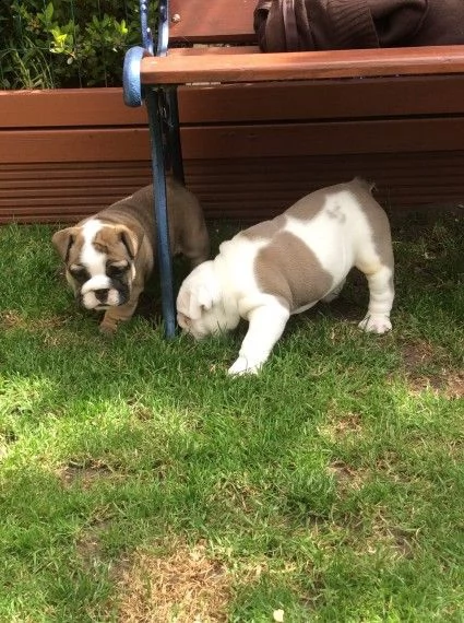 adorabili cuccioli di bulldog inglses femminucce e maschietti disponibili per l'adozione