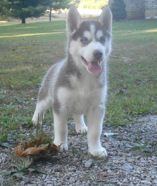 husky femminucce e maschietti disponibili per l'adozione gratuita