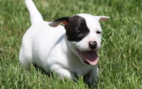  jack russell femminucce e maschietti disponibili per l'adozione