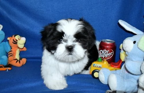 adorabili cuccioli di shih tzu femminucce e maschietti disponibili per l'adozione 