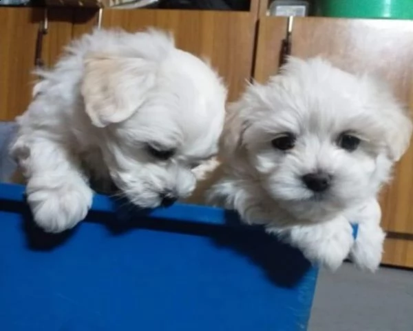 splendido cucciolo maltese con pedigree enci | Foto 1