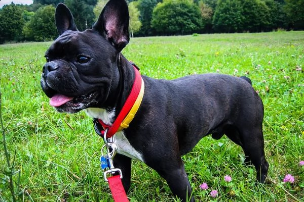 cuccioli di bulldog francese pronti per l'adozione