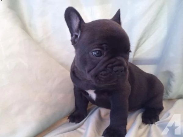 cuccioli di bulldog francese pronti per l'adozione | Foto 1