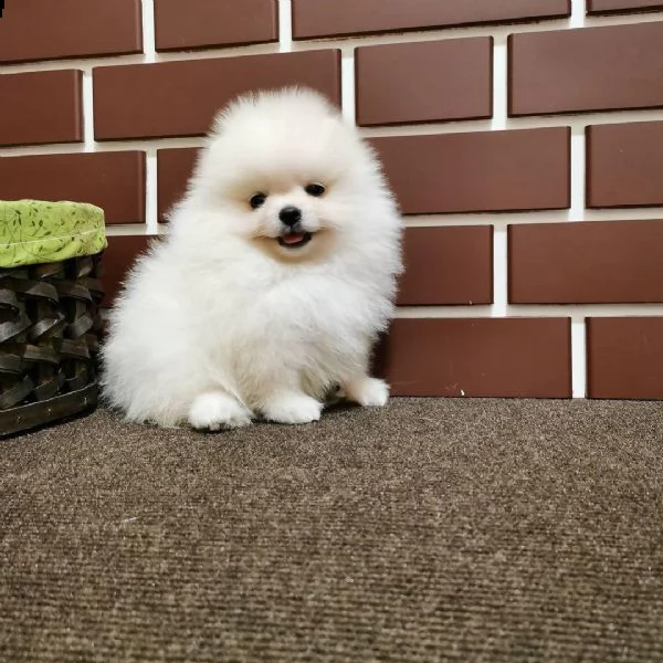 regalo pomeranian 