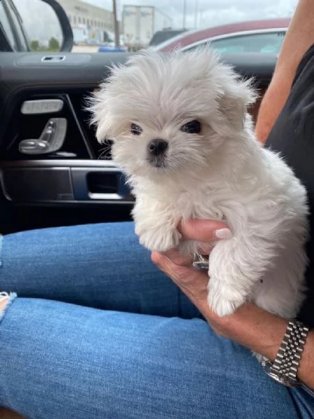 regalo maltese nano!!!