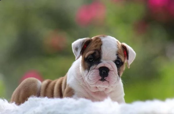 adorabili cuccioli di bulldog inglese in vendita.